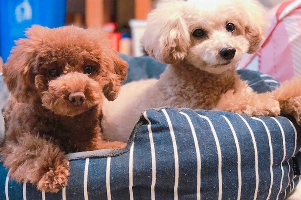 仔犬・仔ネコの見学